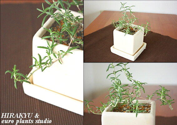 【送料無料】 観葉植物 インテリア おしゃれ ハーブ ローズマリー 這性 鉢植え 農...