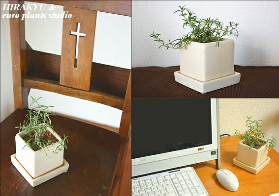 【送料無料】 観葉植物 インテリア おしゃれ ハーブ ローズマリー 這性 鉢植え 農...