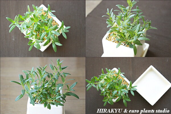 【送料無料】 観葉植物 インテリア おしゃれ ハーブ ヒソップ 鉢植え 農園 直送 ホ...