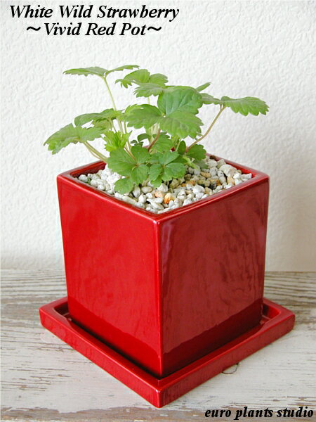 【送料無料】 観葉植物 インテリア おしゃれ 大自然蔵王の新鮮ハーブ Wild strawberry