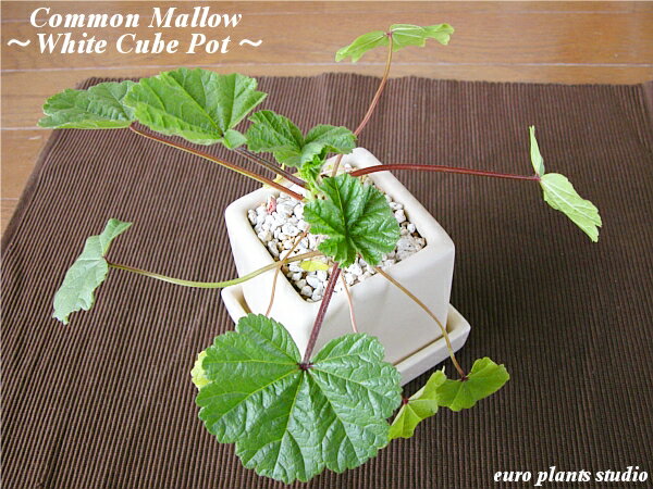 商品名 　Common Mallow ／ White cube Pot Arrangement　コモンマロウ ／ ホワイトキューブポット アレンジ　 商品説明 【 学　名 】：　Malva sylvestris【 分　類 】：　アオイ科【 種　類 】：　多年草 【 草　丈 】：　30〜60cm【 原産地 】：　ヨーロッパ ◆どんな植物？マロウには色々な種類がありますが、その中でも特にハーブティーとして広く利用される”コモンマロウ。初夏から夏にかけて赤紫色の花を咲かせるコモンマロウは主に開花直前の花を摘み取って利用します。ハーブとして利用するだけでなく花もきれいで次々と咲かせるので花壇植えの植物としても最適です。 ◆HIRAKYU＆e.p.sオリジナルアレンジ◆ 　〜新鮮！蔵王直送ハーブができるまで〜 今ではたくさんのハーブが出回っていますが、殆どのものは管理不足等で、徒長していたり、葉色も悪く枯れていたり、ということもしばしば…。それでいて、ビニールの苗ポットでの販売がほとんどで、『欲しいけど、質が悪くて…』という方が多いのが現状なのではないでしょうか…。商品化が非常に難しいハーブですが、当店では『ハーブのある生活』をコンセプトに、より質の高いハーブをお客様にお届けできるよう、試行錯誤の日々が続きました。そしてご縁をいただいたのが、長年ハーブを専門に栽培している宮城県の蔵王町に拠点を構える「グリーンアトリエ・ひらきゅう」さん。長い年月をかけて培った生育ノウハウにより、大自然の中で丁寧に育てられたハーブは、一般に出回っているものと比べ、やはり『質』が違いました。「お客様に、より新鮮なものをお届けしたい！」との一心で、当店では『HIRAKYU＆euro plants studio』だけのコラボレートアレンジとして、お客様への直送販売が可能となりました。今回のご縁で、お客様により質の高い『ハーブアレンジ』をご提供できれば幸いです。 ★当店だけのコダワリ！ハーブアレンジ★ 大自然の中で丁寧に育てられたハーブ…。当店では、自然の趣を最大限に生かすよう、シンプル＆モダン、素朴さが良い…艶なしアイボリー＾＾白無垢陶器キューブポットを厳選しました。ポットは8cm角で、大きさもコンパクト。受け皿も付いているので、より清潔です。化粧砂にも「清潔感」と「育てやすさ」にコダワリました。水遣りの時期も簡単に分かるよう、細粒鹿沼土と小粒軽石をブレンドし、使用しています。鉢上の砂がオレンジ色の時は水はご不要→黄色になったら水を与えてあげてくださいね。当店だけの完全オリジナル・ハーブアレンジです。キッチンやお部屋のインテリア、お風呂にもお手軽にお飾りいただき、お客様ご自身で「ハーブのある生活」を存分にお愉しみください^^ オススメ！ご利用ガイド 《ハーブティーに》お花を摘み取ってグラスに入れ熱湯を注ぐときれいなブルーのハーブティーができあがります。そこにレモンを入れるとさっとピンクに変わります。気管支炎や喉の痛みに効くといわれてします。 《サラダや天ぷらに》鮮やかなお花はサラダなどの彩りにぴったり。また、若葉は茹でたり炒めて和え物にも使えます。天ぷらにしても違和感無くお楽しみいただけます。 《観賞用》花もきれいで次々と咲かせるので花壇植えの植物としても最適です。ドライフラワーにして鑑賞したり、他のハーブと混ぜてポプリにも利用できます。 ★ハーブは、人類の進化と共に長い年月をかけて私たちの生活に根付いた植物です。上記の他にも、様々な楽しみ方、効能がたくさんあります。いろいろ調べて、楽しみながら育てていただくことをおすすめ致します♪★ハーブにはたくさんの効能がありますが、もちろんお一人お一人に感じ方や効能は様々ですので、効果を必ずしもお約束できるものではございません。この点につきましてはハーブに優しいご理解をいただき、予めご了承くださいませ^^★ご病気中や妊娠中のお客様は、くれぐれも医師にご相談、ご配慮の上ご利用くださいませ。 収穫時期＆収穫方法 若い葉と花を利用します。生でも利用できますが、次々と生えてくるので別々に乾燥させ保存し、随時利用すると便利です。 当店のハーブアレンジは、お客様の『室内』での管理を前提とした植付け＆アレンジに仕上げています。上記の収穫表は自然環境下での目安となりますので、追肥、温度や日照等の管理にご配慮頂き、より適した管理をして頂くことで、年中を通してお愉しみ頂くことが可能です。どうぞ愛情をかけて、長い目でお育てくださいませ＾＾ 当店のハーブは、その都度摘み取って使用する（株が大きくなりにくい）ことを前提としたアレンジですので、すぐに株が大きくなることはありません。約1年ほど経ち、株が大きく成長したもの（鉢一杯に根のまわったもの）は、一回り大きな鉢や、お庭への植え替えが必要となります。使用したキューブポットは何度でも使えますので、収穫したハーブを種から育てたり、ミニ観葉植物等の鉢としてお使い頂けます。また、ビニールのポット苗のみご購入されたいお客様にも、蔵王のハーブ苗を（有料にて）お譲りしておりますので、ご希望がございましたら当店までお気軽にご連絡くださいませ＾＾ ハーブ栽培の農薬につきましてハーブ苗は食の安全を第一に考え、可能な限り農薬を減らした『減農薬栽培』による心を込めた苗作りをしています。出荷時においては十分に配慮しておりますが、まれに小さな虫（人的には無害）などが付いている場合がございます。『虫食いがある＝安全なほんものの野菜』というように、食用植物の都合上、ごく僅かの虫付きや虫食いは完全に避けようがございません。『食』への安全意識をご理解いただき、ご安心の上、『ほんもののハーブ』をお楽しみいただければ幸いです。 サイズ 　　商品全体の高さ：約15cm〜　　キューブポット：H8×W8×D8 (cm) 管理のポイント 充分日に当てないと生育が悪く、花も咲きにくくなるので日が良くあたる場所が適しています。一日を通して6時間以上日の当たる場所なら問題なく育ちます。ただ、真夏の直射日光はやや強すぎるので、鉢植えの場合は半日陰に移動させます。 冬越し暖かい軒下などで霜に当たらないようにします。水やりは控えめがよいでしょう。 梅雨時期の管理高温多湿に弱いので梅雨前に混みあった枝を剪定し、風通しをよくしてください。日当たりのよい軒下などに置き、雨に当たらないようにしましょう。 観葉植物 おしゃれ ハーブ コモンマロウ 鉢植え 農園 直送 ホワイトキューブ ポット キッチンハーブ 料理 香り インテリア 蔵王 ハーブティー 陶器 ガーデニング ざおうハーブ サラダ 肉料理 魚料理 ポプリ2セット…2880円！！3セット…3980円！！＆送料無料！！4セット…4980円！！＆送料無料！！6セット…6880円！！＆送料無料！！＆無農薬ハーブティー ハーブのキューブポットのサイズが変更となりました。※8cm→10cm※以前より少々割高となりますが、お客様よりご好評を頂いている商品です。どうぞご安心の上お求め下さいませ。