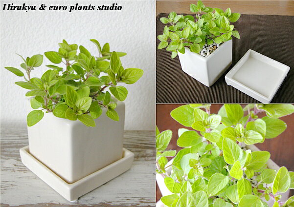 【送料無料】 観葉植物 インテリア おしゃれ ハーブ ゴールデンオレガノ オレガノ ...