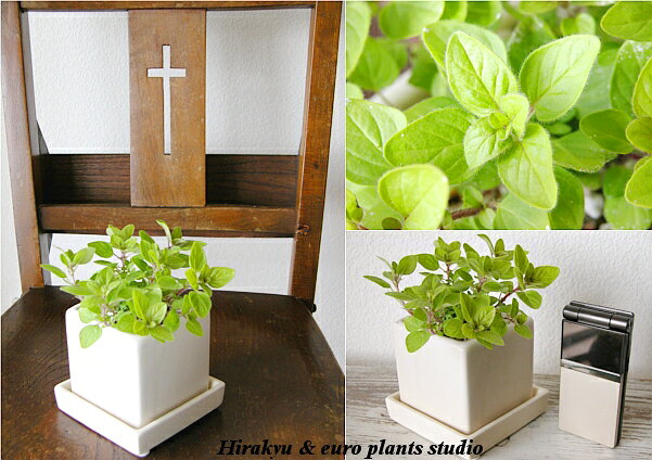 【送料無料】 観葉植物 インテリア おしゃれ ハーブ ゴールデンオレガノ オレガノ ...