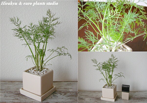 【送料無料】 観葉植物 インテリア おしゃれ ハーブ ディル 鉢植え 農園 直送 ホワ...