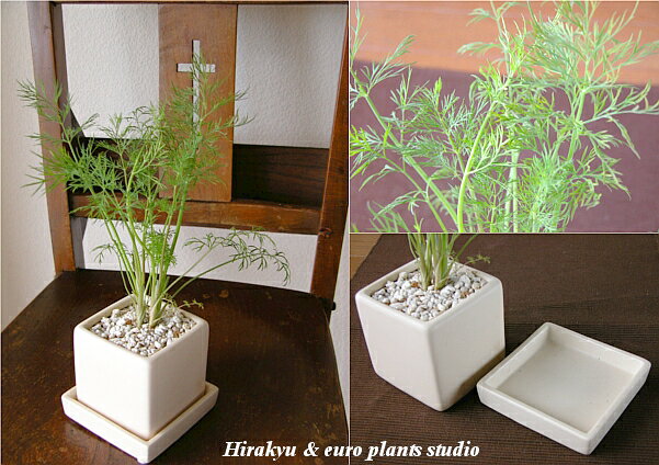 【送料無料】 観葉植物 インテリア おしゃれ ハーブ ディル 鉢植え 農園 直送 ホワ...