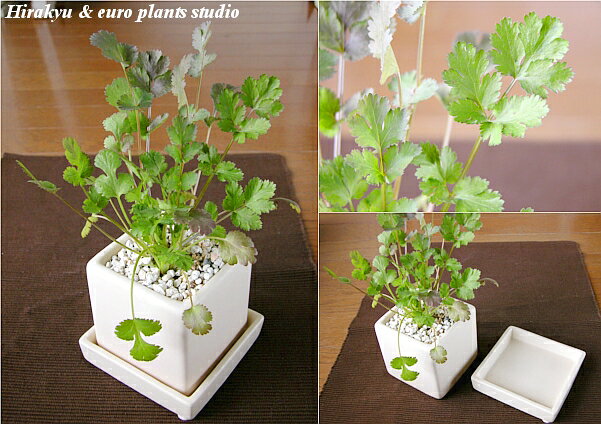 【送料無料】 観葉植物 インテリア おしゃれ ハーブ コリアンダー 鉢植え 農園 直...