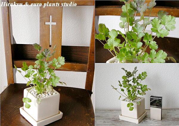 【送料無料】 観葉植物 インテリア おしゃれ ハーブ コリアンダー 鉢植え 農園 直...