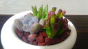【送料無料】 観葉植物 インテリア おしゃれ 小さい 多肉植物 寄せ植え おまかせ 鉢 ホワイト イリプス ポット【多肉 寄せ植え ミニ 鉢植え 陶器 かわいい...