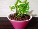 【送料無料】 観葉植物 インテリア おしゃれ ハイドロ カルチャー 観葉 植物 ポトス エンジョイ 高さ15cm程度 ピンク オーバル 陶器 【 受賞 ホワイト...