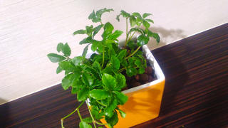 楽天市場 送料無料 ハイドロ カルチャー 観葉 植物 観葉植物 シュガーバイン ハイドロカルチャー 観葉植物 イエロー スクエア 高さ15cm程度 黄色 シュガーパイン つる性 ハイドロ 陶器 デスク 誕生日 風水 ギフト ユーロプランツ スタジオ お祝い 家具 雑貨 新築 楽天市場 送料無料 ハイドロ カルチャー 観葉 植物 観葉植物 シュガーバイン ハイドロカルチャー 観葉植物 イエロー スクエア 高さ15cm程度 黄色 シュガーパイン つる性 ハイドロ 陶器 デスク 誕生日 風水 ギフト ユーロプランツ スタジオ お祝い 家具 雑貨 新築