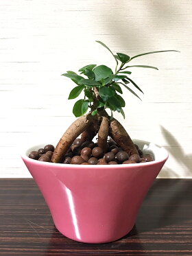ガジュマル観葉植物高さ15cm程度ハイドロカルチャー精霊の宿る木ピンク陶器オーバル【ハイドロガジュマルの木多幸の木陶器がじゅまるがじゅまるの木デスク誕生日風水ギフトユーロプランツスタジオお祝いおしゃれ】