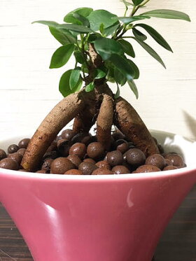 ガジュマル観葉植物高さ15cm程度ハイドロカルチャー精霊の宿る木ピンク陶器オーバル【ハイドロガジュマルの木多幸の木陶器がじゅまるがじゅまるの木デスク誕生日風水ギフトユーロプランツスタジオお祝いおしゃれ】