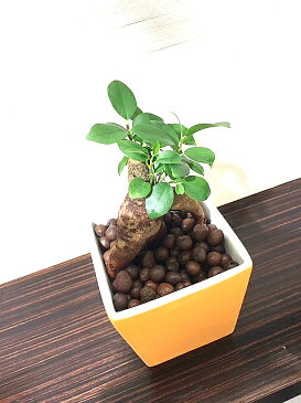 【送料無料】 ガジュマルの木 観葉植物 ガジュマル ハイドロカルチャー イエロー スクエア 精霊が住む木 観葉植物 ミニ 黄色 丸型 陶器鉢 結婚式 両親 記念品 贈呈 ギフト プレゼント 女性 母 父 お祝い 誕生日 がじゅまるの樹 送別会 新築祝い 引越し祝い 風水