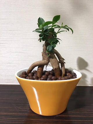 【送料無料】 ガジュマルの木 観葉植物 ガジュマル ハイドロカルチャー イエロー オーバル 精霊が住む木 観葉植物 ミニ 黄色 丸型 陶器鉢 結婚式 両親 記念品 贈呈 ギフト プレゼント 女性 母 父 お祝い 誕生日 がじゅまるの樹 送別会 新築祝い 引越し祝い 風水