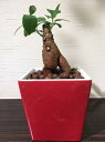 【送料無料】 観葉植物 インテリア おしゃれ ハイドロ カルチャー 観葉 植物 ガジュマルの木 ガジュマル レッド スクエア 高さ15cm程度 【ガジュマルの木...