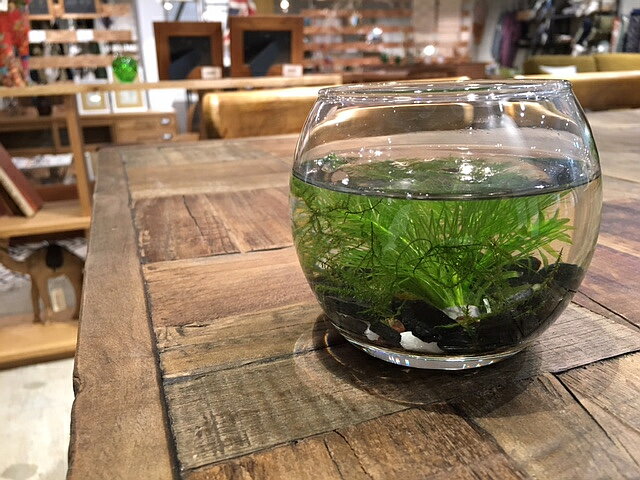 ������̵���� ������ ���� �ƥ�ꥦ�� ���å� �ݥ��饹 ľ��10cm �������ꥦ�� �͵�����3������ �����Ф���ú���� �����դ� ���饹�ں������å� ����� ���� �����ҥ� ���åԡ� �٥� �����ѡ� (�桼���ץ��ĥ�������)