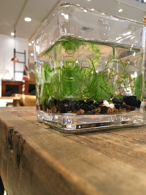 100 の保証 手軽なテラリウムキット 人気水草3品種付き 砂利付き メダカやコッピ ベタを入れてご家庭の水族館に お子様の生きもの学習にも 減農薬 水草 テラリウム キット 角グラス 10cm アクアリウム 人気水草3種入り 麦飯石と竹炭入り ガラス 植物工房ユーロプランツ