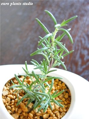 【送料無料】 観葉植物 インテリア おしゃれ ローズマリー モーツァルトブルー ホ...