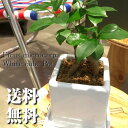 【送料無料】 観葉植物 インテリア おしゃれ ガジュマルの木 ガジュマル 鉢植え (高さ15cm程度 精霊の宿る木 白 キューブ モダン 陶器【多幸の木 陶器 ...