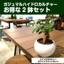 【送料無料】 ハイドロ カルチャー 観葉 植物 観葉植物 おしゃれ ガジュマルの木 ガジュマル 2セット 幸福をもたらす精霊が住む木 ミニ 白 丸型 陶器鉢 結婚式 両親 記念品 贈呈 ギフト プレゼント 女性 母 父 お祝い 誕生日 がじゅまるの樹 送別会 新築祝い 引越し祝い 風水