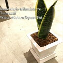 【送料無料】 観葉植物 インテリア おしゃれ サンセベリア ローレンティー コンパクタ 鉢植え 受け皿付き 高さ20cm程度 白 陶器 ホワイト スクエア 【サ...