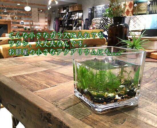 水草 アナカリス 8本セット 初心者にもオススメ品種 減農薬 処理済み 1束 8本 セット 植物工房ユーロプランツスタジオ グッピー テラリウム 即納 最大半額 アクアリウム 水槽 熱帯魚 金魚 長さ15cm程度 メダカ