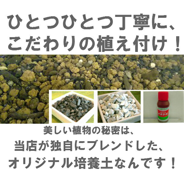 送料無料 観葉植物 ドラセナ コンシンネ 鉢植え 高さ20cm程度 観葉植物 誕生日 プレゼント ホワイト サークル 受け皿付き 土植え 真実の木 白 陶器 デスク 誕生日 風水 ギフト ユーロプランツ お祝い おしゃれ 日陰 インテリア 北欧 加湿器 簡単 丈夫 ミニ観葉 トイレ