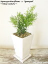 【送料無料】 観葉植物 インテリア おしゃれ アスパラガス スプレンゲリー 誕生日 鉢植え 陶器鉢 ホワイト トール スクエア 高さ25cm程度 受け皿付き 土...