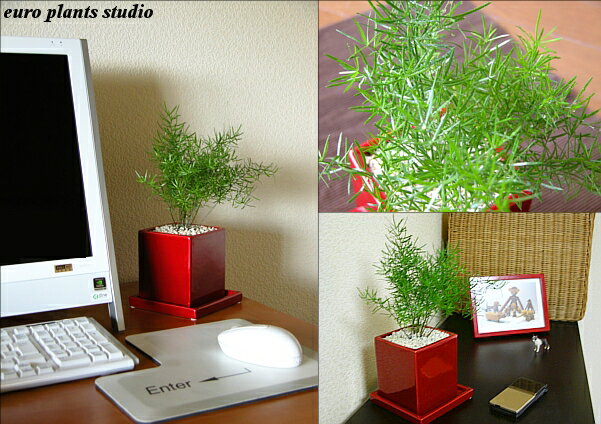 送料無料 観葉植物 アスパラガス スプレンゲリー 観葉植物 鉢植え 陶器鉢 レッド スクエア 高さ20cm程度 受け皿付き 土植え 赤 角 陶器 デスク 誕生日 風水 ギフト ユーロプランツ お祝い おしゃれ 日陰 インテリア 北欧 加湿器 簡単 丈夫 ミニ観葉 トイレ