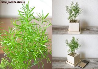 送料無料 観葉植物 アスパラガス スプレンゲリー 観葉植物 誕生日 鉢植え 陶器鉢 ホワイト キューブ 高さ20cm程度 受け皿付き 土植え 白 角 陶器 デスク 風水 ユーロプランツ 日陰 インテリア 北欧 加湿器 簡単 丈夫 ミニ観葉 トイレ ギフト お祝い おしゃれ 室内 植物 工房