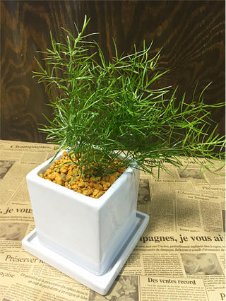 送料無料 観葉植物 アスパラガス スプレンゲリー 観葉植物 誕生日 鉢植え 陶器鉢 ホワイト キューブ 高さ20cm程度 受け皿付き 土植え 白 角 陶器 デスク 誕生日 風水 ギフト ユーロプランツ お祝い おしゃれ 日陰 インテリア 北欧 加湿器 簡単 丈夫 ミニ観葉 トイレ