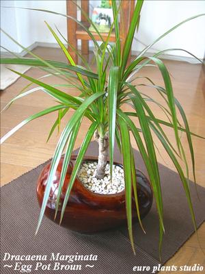 【送料無料】 観葉植物 ドラセナ コンシンネ 鉢植え 高さ20cm程度 観葉植物 誕生日 ホワイト ブラウン エッグ 受け皿付き 土植え 真実の木 白 陶器 デスク 誕生日 風水 ギフト ユーロプランツ お祝い おしゃれ 日陰 インテリア 北欧 加湿器 簡単 丈夫 ミニ観葉 トイレ