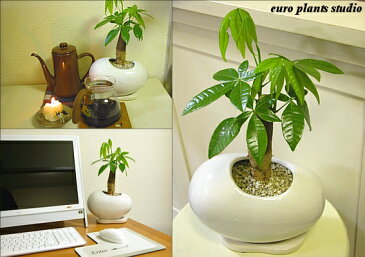 【送料無料】 観葉植物 パキラ 鉢植え ホワイト エッグ ビーンズ 高さ25cm程度 受け皿付き 【土植え 金運アップ 発財樹 お金が貯まる 白 陶器 デスク 家具 誕生日 風水 ギフト お祝い おしゃれ 日陰 インテリア 北欧 加湿器 簡単 丈夫 ミニ観葉 トイレ 】
