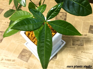 【送料無料】 パキラ 観葉植物 鉢植え ホワイト キューブ 高さ20cm程度 受け皿付き【土植え 金運アップ 発財樹 お金が貯まる 白 角 陶器 デスク 誕生日 風水 ギフト お祝い おしゃれ 日陰 インテリア 北欧 加湿器 簡単 丈夫 ミニ観葉 】