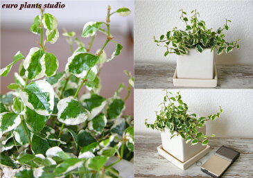 【送料無料】フィカス プミラ 観葉植物 鉢植え 陶器鉢 ホワイト キューブ 高さ15cm程度 受け皿付き【土植え 白 角 陶器 デスク 誕生日 風水 ギフト ユーロプランツ 白斑 お祝い おしゃれ 日陰 インテリア 北欧 加湿器 簡単 丈夫 ミニ観葉 トイレ 】
