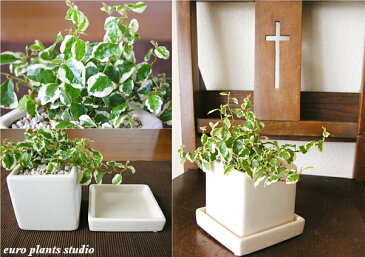【送料無料】フィカス プミラ 観葉植物 鉢植え 陶器鉢 ホワイト キューブ 高さ15cm程度 受け皿付き【土植え 白 角 陶器 デスク 誕生日 風水 ギフト ユーロプランツ 白斑 お祝い おしゃれ 日陰 インテリア 北欧 加湿器 簡単 丈夫 ミニ観葉 トイレ 】