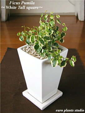 送料無料 観葉植物 フィカス プミラ 観葉植物 誕生日 鉢植え 陶器鉢 ホワイト トール スクエア 高さ20cm程度 受け皿付き 土植え 白 背高 陶器 デスク 風水 白斑 日陰 インテリア 北欧 加湿器 簡単 丈夫 ミニ観葉 トイレ ギフト お祝い 内祝い おしゃれ 室内 植物 工房