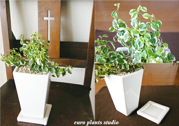 送料無料 観葉植物 フィカス プミラ 観葉植物 誕生日 鉢植え 陶器鉢 ホワイト トール スクエア 高さ20cm程度 受け皿付き 土植え 白 背高 陶器 デスク 風水 白斑 日陰 インテリア 北欧 加湿器 簡単 丈夫 ミニ観葉 トイレ ギフト お祝い 内祝い おしゃれ 室内 植物 工房