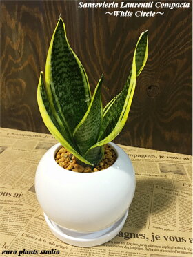 楽天市場 送料無料 観葉植物 サンセベリア ローレンティー コンパクタ 鉢植え 受け皿付き 高さ15cm程度 観葉植物 白 陶器 ホワイト ラウンド サンスベリア 空気清浄樹 誕生日 ギフト ユーロプランツ ゆーろ ぷらんつ 土植え 観葉 北欧 ギフト 記念日 誕生日 楽天市場 送料無料 観葉植物 サンセベリア ローレンティー コンパクタ 鉢植え 受け皿付き 高さ15cm程度 観葉植物 白 陶器 ホワイト ラウンド サンスベリア 空気清浄樹 誕生日 ギフト ユーロプランツ ゆーろ ぷらんつ 土植え 観葉 北欧 ギフト 記念日 誕生日