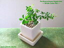 【送料無料】 観葉植物 インテリア おしゃれ 小さい シュガーバイン ホワイト キューブ ミニ 陶器 鉢植え プレゼント シュガーパイン ミニ 引越し祝い つる...