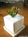 【送料無料】 観葉植物 インテリア クラッスラ ゴーラム 多肉植物 サボテン ホワイト キューブ モダン 高さ15cm程度 白 角 鉢植え 陶器 【土植え デス...