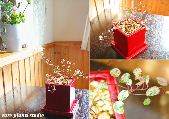 【5,400円以上で 送料無料】 観葉植物 イ...の紹介画像2