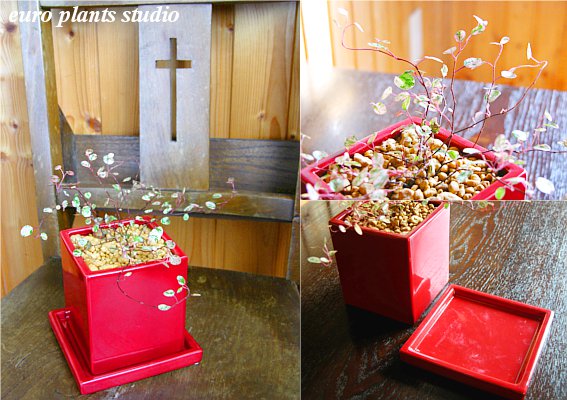 【5,400円以上で 送料無料】 観葉植物 イ...の紹介画像3