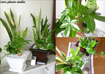 【送料無料】 観葉植物 パキラ サンセベリア ポトス オリジナル寄植え 高さ25cm程度 ビッグ スクエア インテリア ギフト 寄せ植え【土植え 金運 発財樹 白 角 陶器 デスク 誕生日 風水 ギフト お祝い おしゃれ 北欧 加湿器 丈夫 ミニ観葉 トイレ 】