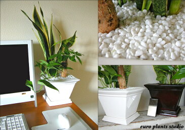 【送料無料】 観葉植物 パキラ サンセベリア ポトス オリジナル寄植え 高さ25cm程度 ビッグ スクエア インテリア ギフト 寄せ植え【土植え 金運 発財樹 白 角 陶器 デスク 誕生日 風水 ギフト お祝い おしゃれ 北欧 加湿器 丈夫 ミニ観葉 トイレ 】