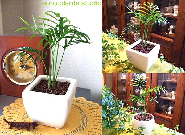 送料無料 観葉植物 テーブルヤシ ハイドロカルチャー 観葉植物 ホワイト ラウンド スクエア お得 2セット 高さ15cm程度 ハイドロ ヤシ 誕生日 陶器 デスク 風水 ユーロ 日陰 インテリア 北欧 加湿器 簡単 丈夫 ミニ観葉 トイレ ギフト お祝い 内祝い おしゃれ 室内 植物工房