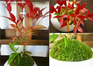 観葉植物 インテリア おしゃれ 南天 盆栽 コ...の紹介画像2