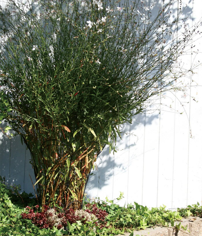 �ե��� ���� ���� �������� �ȥ�ꥹ �� ������� �ե������� S������ �֥�å� �� ��25�߱���13�߹⤵41cm �����14cm 4��1���å�ñ�� �����ǥ˥󥰥ե��� ��ƥ��� �����ǥ˥󥰥��֥��� �Х� ��å����Х� ��� �����ǥ˥�