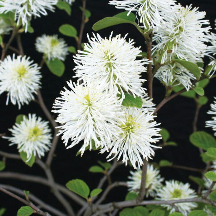 フォッサギラマヨール（シロバナマンサク）白花 小庭に 植木 庭木 苗木 花木 落葉低木