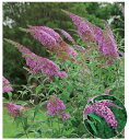 【スーパーSALE特価】 ブッドレア(フジウツギ)紫色花 香りよし 植木 庭木 苗木 落葉低木